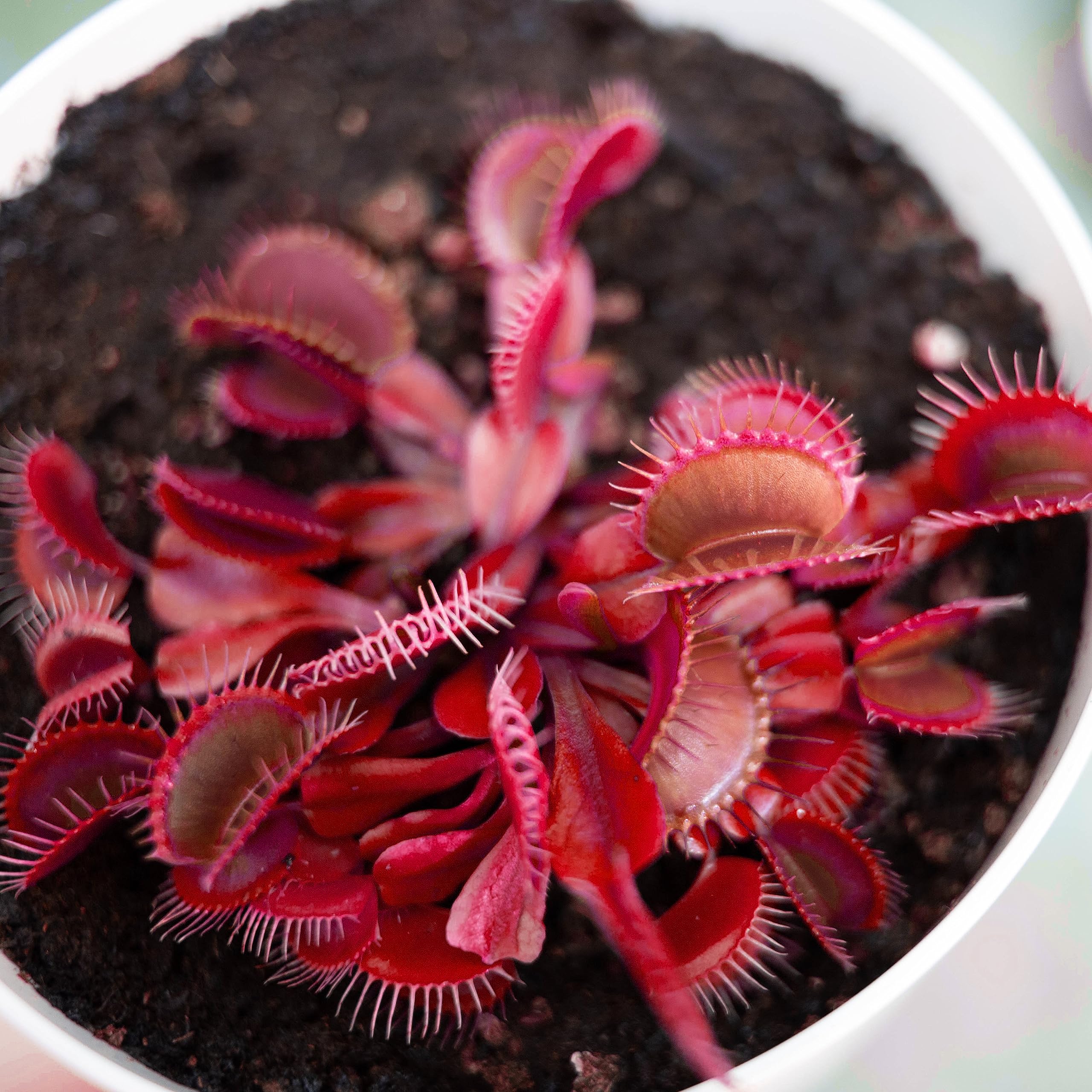 Red Venus Flytrap – Rare Carnivorous Plant for Home & Garden Terrariums
